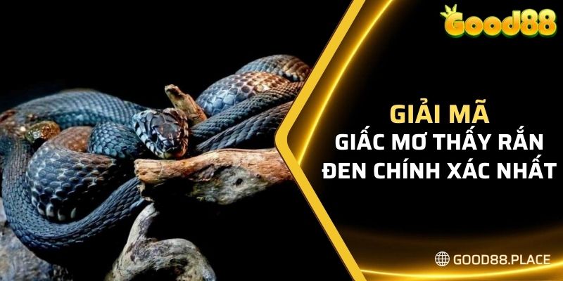 Giải Mã Giấc Mơ Thấy Rắn Và Gợi Ý Bộ Số May Mắn Nhất 2024 6 Giải mã giấc mơ thấy rắn đen chính xác nhất cho thành viên